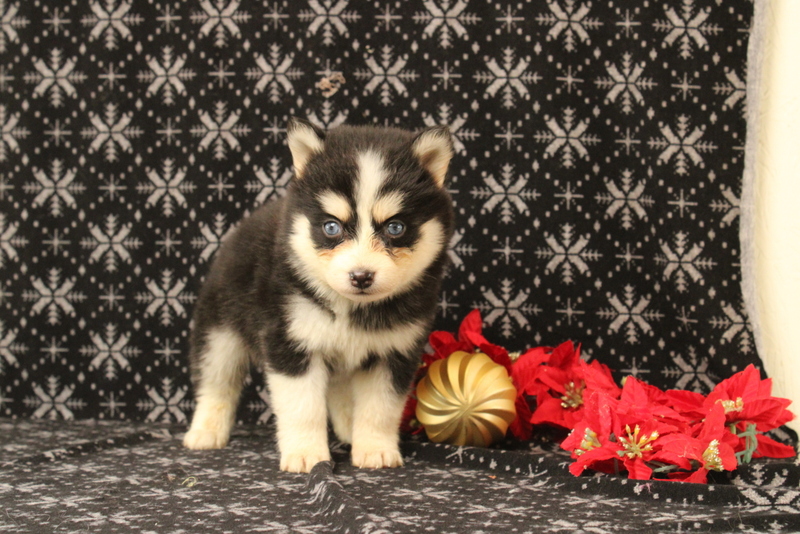 puppy, for, sale, Pomsky, Matthew B. Stoltzfus, dog, breeder, Gap, PA, dog-breeder, puppy-for-sale, forsale, nearby, find, puppyfind, locator, puppylocator, aca